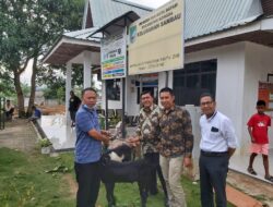 Nongsa Resorts Bagikan Hewan Qurban Idul Adha