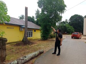 Hendak Berangkat ke Sekolah, Siswi SMA di Batan Tewas Tertimpa Pohon Kelapa