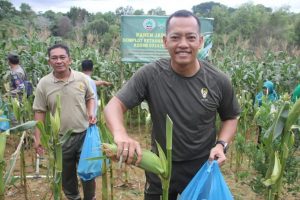Dandim 0316/Batam Panen Jagung di Sambau Nongsa Program Ketahanan Pangan TNI AD