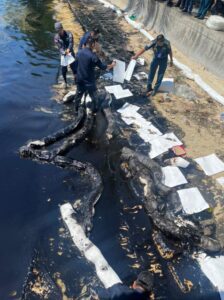 Polda Kepri Lakukan Penyelidikan Tumpahan Minyak Perairan Kepri