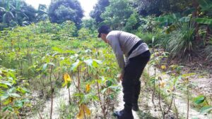 Polsek Belakang Padang Laksanakan Kegiatan Ketahanan Pangan Sebagai Dukungan Terhadap Program Asta Cita Presiden RI