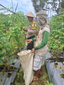 Polsek Galang Dukung Ketahanan Pangan Nasional Melalui Kegiatan Panen Bersama di Kelurahan Sembulang