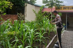 Polsek Sekupang Ubah Lahan Tidur Jadi Ladang Sayur, Dukung Program Ketahanan Pangan Nasional