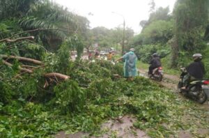 Sigap! Polsek Bengkong Tangani Pohon Tumbang di Bengkong Batam, Arus Lalu Lintas Normal Kembali