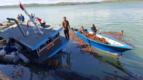 Naas! Kapal Kelapa dari Jambi Tenggelam di Batam, Muatan Jadi Dijarah Warga