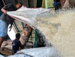 Harga Beras Makin Naik! Perpadi Ungkap Kebijakan Bulog Serap 1 Juta Ton Gabah Jadi Biang Kerok