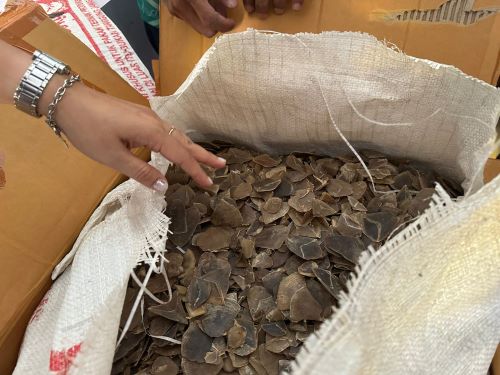 Polda Kepri Gagalkan Penyelundupan 21,8 Kg Sisik Trenggiling Senilai Rp1,2 Miliar, Rencananya Dijual ke Vietnam!