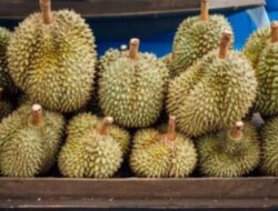 Petani Lokal Merugi! Bea Cukai Batam Siaga Hadang Durian Ilegal Malaysia Masuk Indonesia