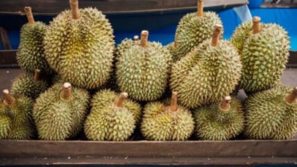Petani Lokal Merugi! Bea Cukai Batam Siaga Hadang Durian Ilegal Malaysia Masuk Indonesia
