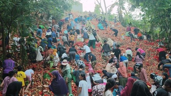 Viral! Warga Temukan Gunungan Bawang Membusuk di Tanjung Sengkuang Batam
