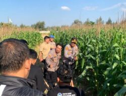 Kapolresta Barelang Tinjau Lahan Jagung di Bengkong, Dorong Swasembada Pangan Demi Kesejahteraan Warga