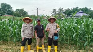 Polsek Batu Aji Rawat Tanam Jagung Bukti Nyata Dukungan Terhadap Ketahanan Pagan Nasional