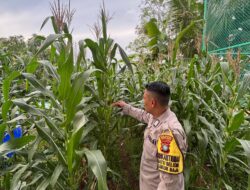 Polsek Lubuk Baja Pantau Perkembangan Lahan Ketahanan Pangan Jagung di Batu Selicin