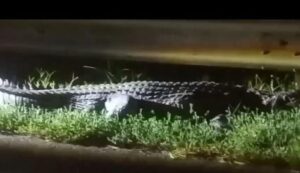 Teror di Dam Duriangkang! Buaya Raksasa 70 Kg Bikin Warga Batam Heboh