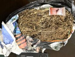 Peredaran Ganja di Tanjung Uma Digagalkan! Dua Pria Diciduk Ditresnarkoba Polda Kepri