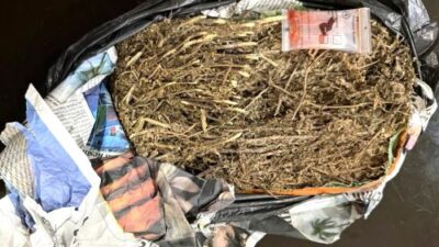 Peredaran Ganja di Tanjung Uma Digagalkan! Dua Pria Diciduk Ditresnarkoba Polda Kepri