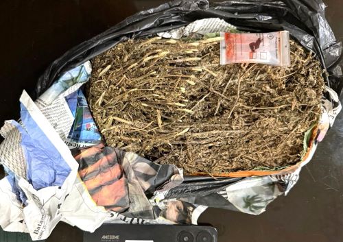 Peredaran Ganja di Tanjung Uma Digagalkan! Dua Pria Diciduk Ditresnarkoba Polda Kepri