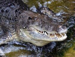 Ngeri! Buaya Masuk Area Keramba Nelayan di Anambas, Warga Diminta Waspada