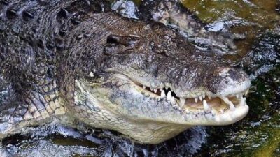 Ngeri! Buaya Masuk Area Keramba Nelayan di Anambas, Warga Diminta Waspada