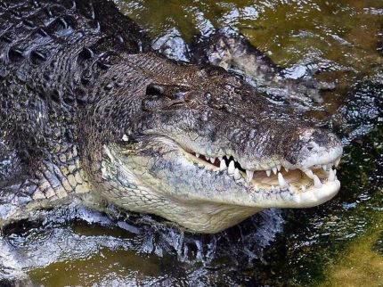 Ngeri! Buaya Masuk Area Keramba Nelayan di Anambas, Warga Diminta Waspada