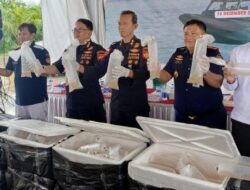 Nyaris Lolos ke Malaysia, Bea Cukai Kepri Gagalkan Penyelundupan 129 Ribu Benih Lobster Senilai Rp13 Miliar