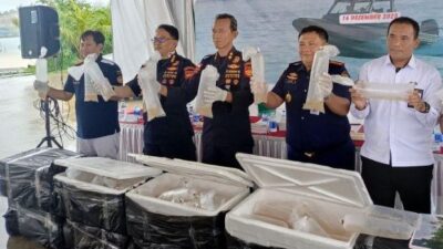 Nyaris Lolos ke Malaysia, Bea Cukai Kepri Gagalkan Penyelundupan 129 Ribu Benih Lobster Senilai Rp13 Miliar