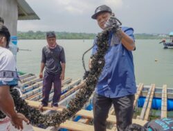 Lobster Lokal Serbu Meja Imlek 2026! Hasil Budi Daya KKP dari Batam Laris Manis