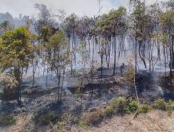 Kebakaran Hebat di Batam! Api dari TPS Tanjung Riau Merambat ke Hutan Lindung, Petugas Kewalahan