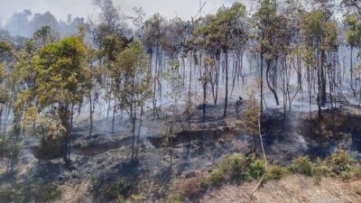 Kebakaran Hebat di Batam! Api dari TPS Tanjung Riau Merambat ke Hutan Lindung, Petugas Kewalahan