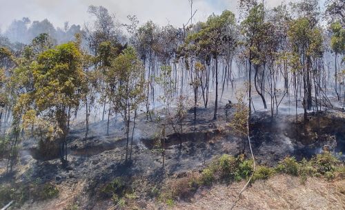 Kebakaran Hebat di Batam! Api dari TPS Tanjung Riau Merambat ke Hutan Lindung, Petugas Kewalahan