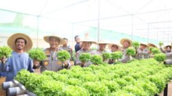 Bukan Sekadar Polisi! Polda Kepri Sukses Panen Sayuran Hidroponik, Ini Hasilnya