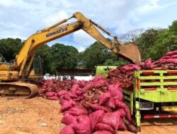 Gagal Selundup ke Tembilahan, 27.107 Kg Bawang Merah Ilegal Dimusnahkan di Kepri