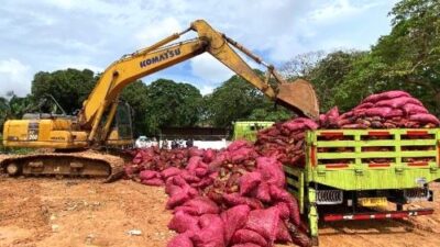 Gagal Selundup ke Tembilahan, 27.107 Kg Bawang Merah Ilegal Dimusnahkan di Kepri