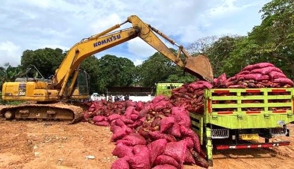 Gagal Selundup ke Tembilahan, 27.107 Kg Bawang Merah Ilegal Dimusnahkan di Kepri