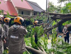 Pohon Tumbang Timpa Dua Rumah di Sagulung, Brimob Polda Kepri Sigap Lakukan Evakuasi