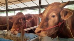 Jelang Iduladha 2026! 9.000 Hewan Kurban Disiapkan di Batam, Sapi Presiden 1 Ton Jadi Sorotan