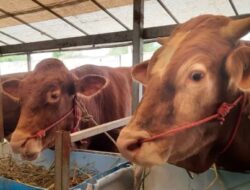 Jelang Idul Adha 2026! 9.000 Hewan Kurban Disiapkan di Batam, Sapi Presiden 1 Ton Jadi Sorotan