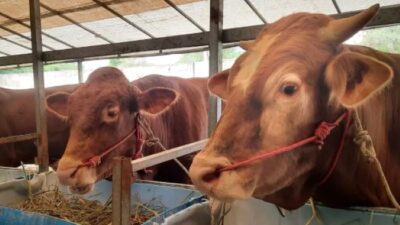 Jelang Iduladha 2026! 9.000 Hewan Kurban Disiapkan di Batam, Sapi Presiden 1 Ton Jadi Sorotan