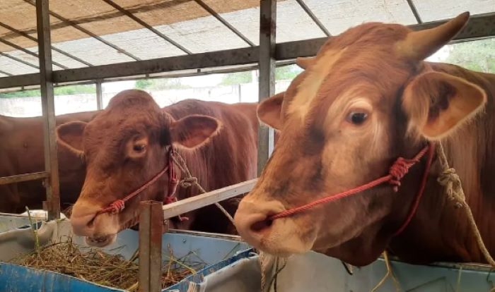 Jelang Iduladha 2026! 9.000 Hewan Kurban Disiapkan di Batam, Sapi Presiden 1 Ton Jadi Sorotan
