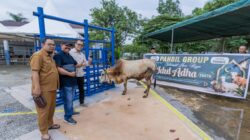 Panbil Group Salurkan 10 Sapi dan 14 Kambing Kurban untuk Warga Batam