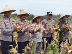 Panen Raya Jagung Pipil di Galang, Polri Dukung Swasembada Pangan Nasional 2026