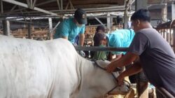Jelang Iduladha 2026, Ribuan Hewan Kurban Masuk Kepri Diawasi Ketat! PMK hingga LSD Jadi Ancaman