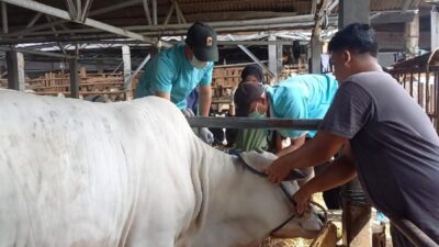 Jelang Iduladha 2026, Ribuan Hewan Kurban Masuk Kepri Diawasi Ketat! PMK hingga LSD Jadi Ancaman