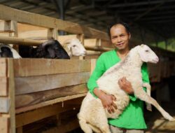 Mau Kurban 2026? Ini Daftar Harga Kambing dan Sapi BAZNAS di Riau dan Kepri