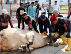 Pemko Batam Tebar 66 Hewan Kurban ke 12 Kecamatan, Pulau Hinterland Jadi Prioritas Iduladha 1447 H!