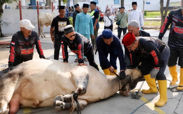 Pemko Batam Tebar 66 Hewan Kurban ke 12 Kecamatan, Pulau Hinterland Jadi Prioritas Iduladha 1447 H!