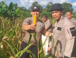 Dukung Ketahanan Pangan, Polsek Sekupang Panen 340 Kilogram Jagung Pipil