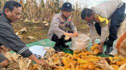 Dukung Swasembada Pangan, Polsek Nongsa dan Kelompok Tani Panen Raya Jagung Pipil di Lahan Ketahanan Pangan Polda Kepri