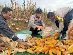 Dukung Swasembada Pangan, Polsek Nongsa dan Kelompok Tani Panen Raya Jagung Pipil di Lahan Ketahanan Pangan Polda Kepri