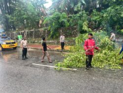 Pohon Tumbang Halangi Jalan di Sei Panas, Polisi Respons Cepat Bersihkan Akses Warga